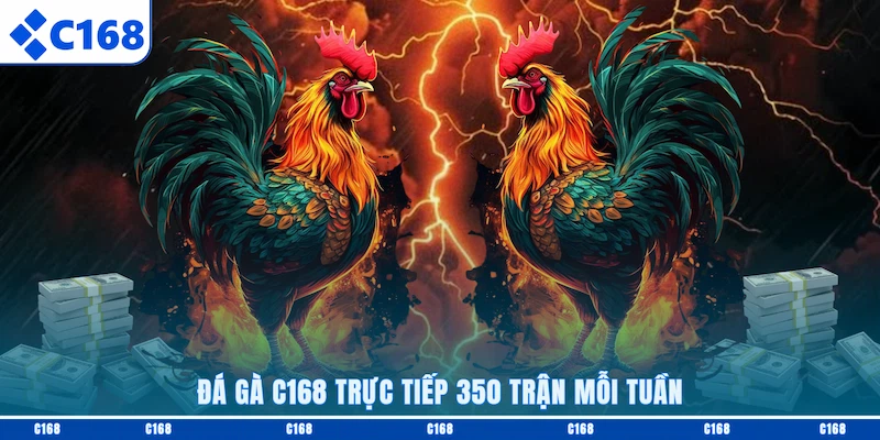 Đá gà C168 trực tiếp 350 trận mỗi tuần